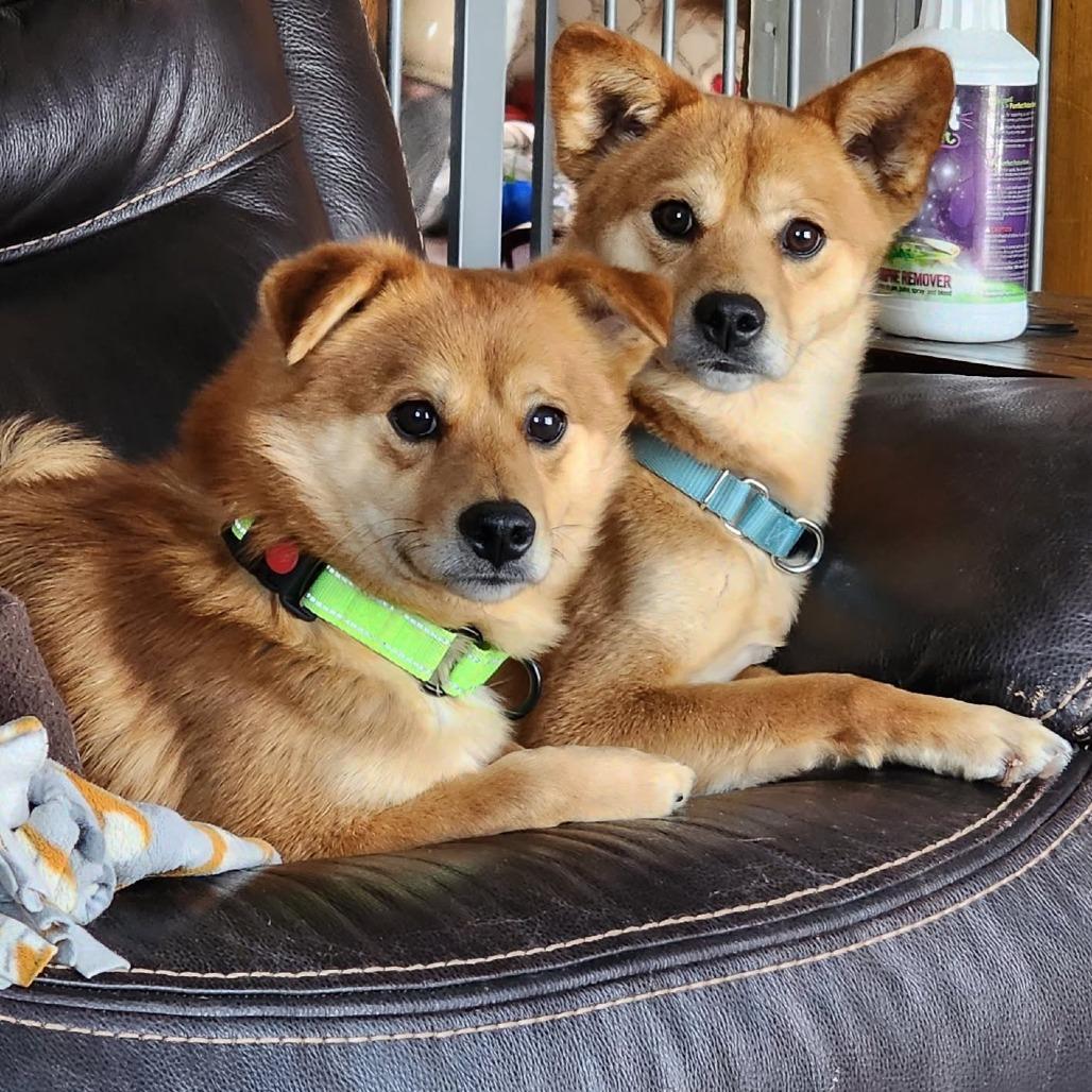 Nuggett, Adoptable, Adult Male Shiba Inu.