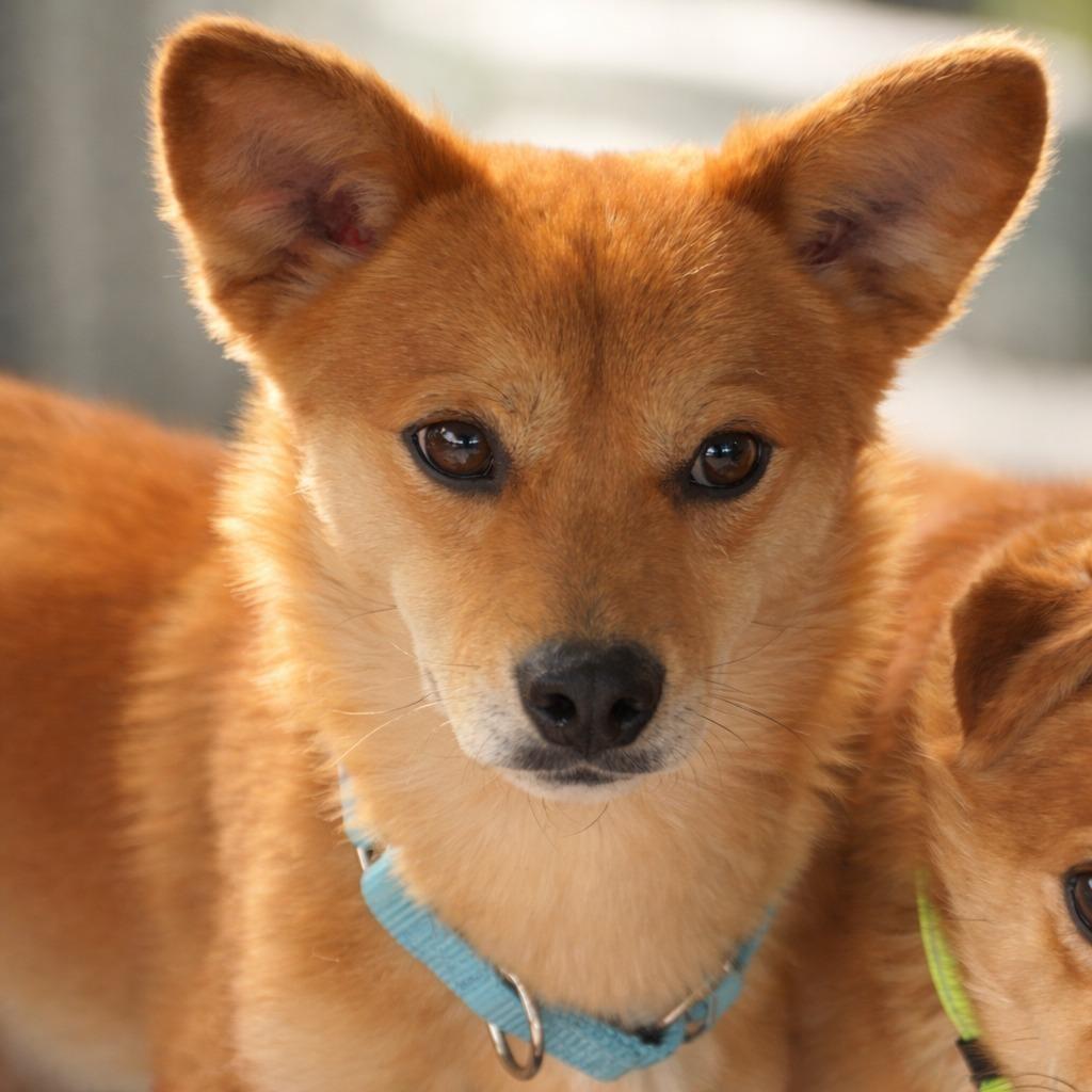 Enlarge Nuggett, a Adoptable Shiba Inu in Rogersville, MO image 2/4