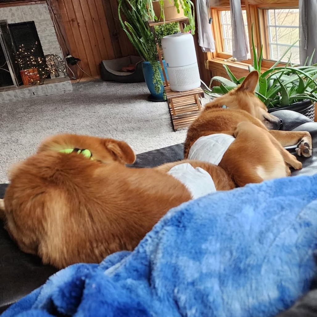 Enlarge Nuggett, a Adoptable Shiba Inu in Rogersville, MO image 3/4