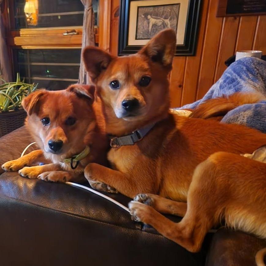 Enlarge Nuggett, a Adoptable Shiba Inu in Rogersville, MO image 4/4