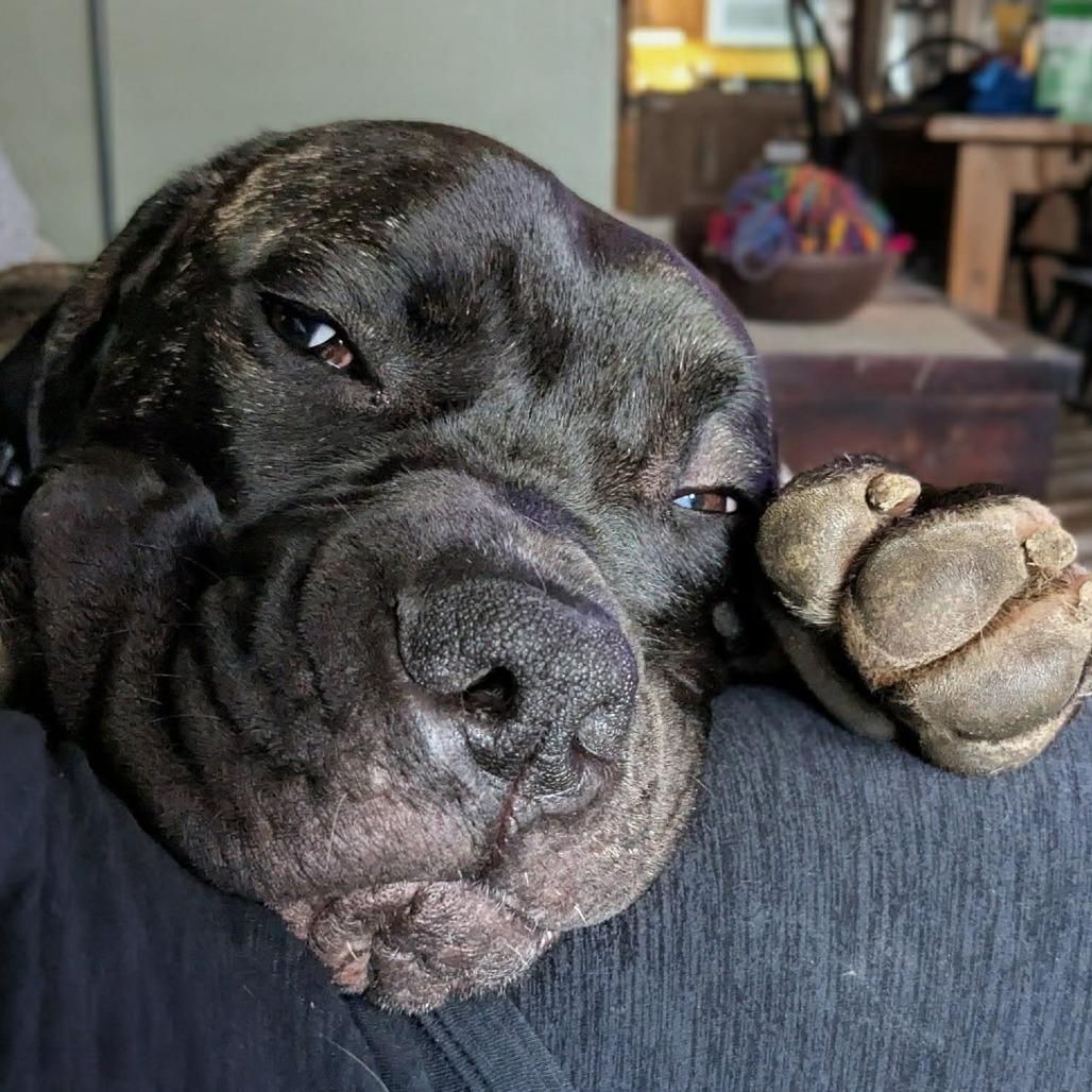 Lucy, Adoptable, Young Female Mastiff.