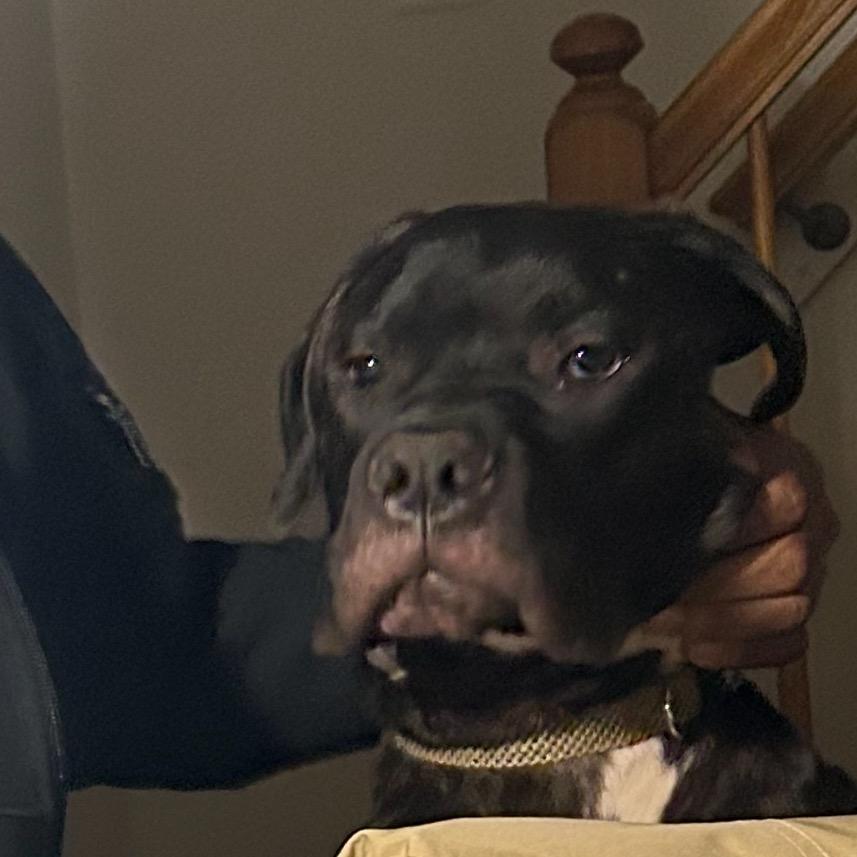 Enlarge Lucy, a Adoptable mixed breed in manchester, PA image 2/6