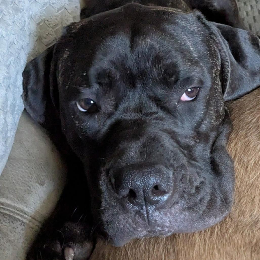 Enlarge Lucy, a Adoptable mixed breed in manchester, PA image 3/6