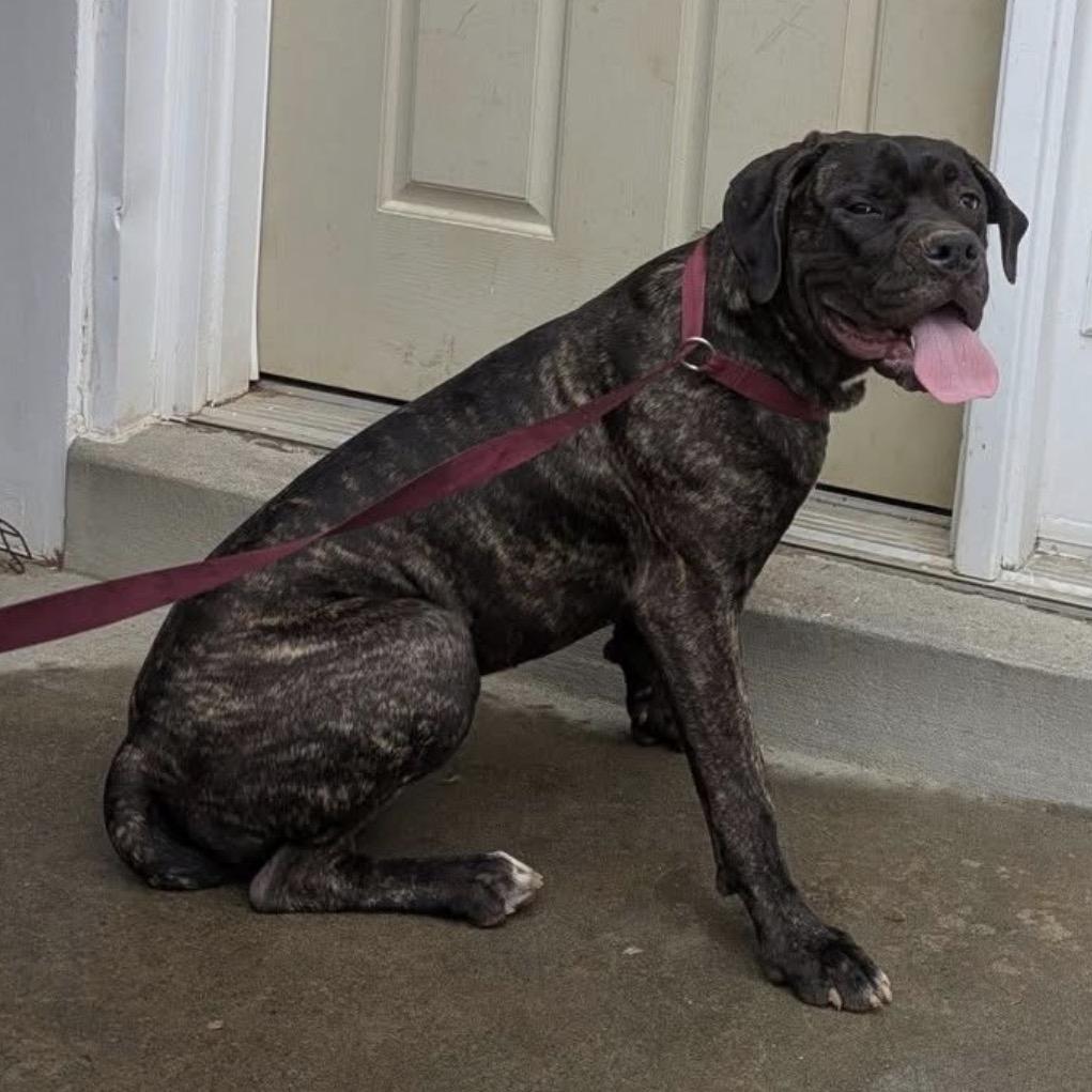 Enlarge Lucy, a Adoptable mixed breed in manchester, PA image 4/6