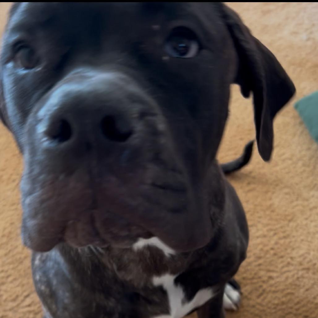 Enlarge Lucy, a Adoptable mixed breed in manchester, PA image 5/6