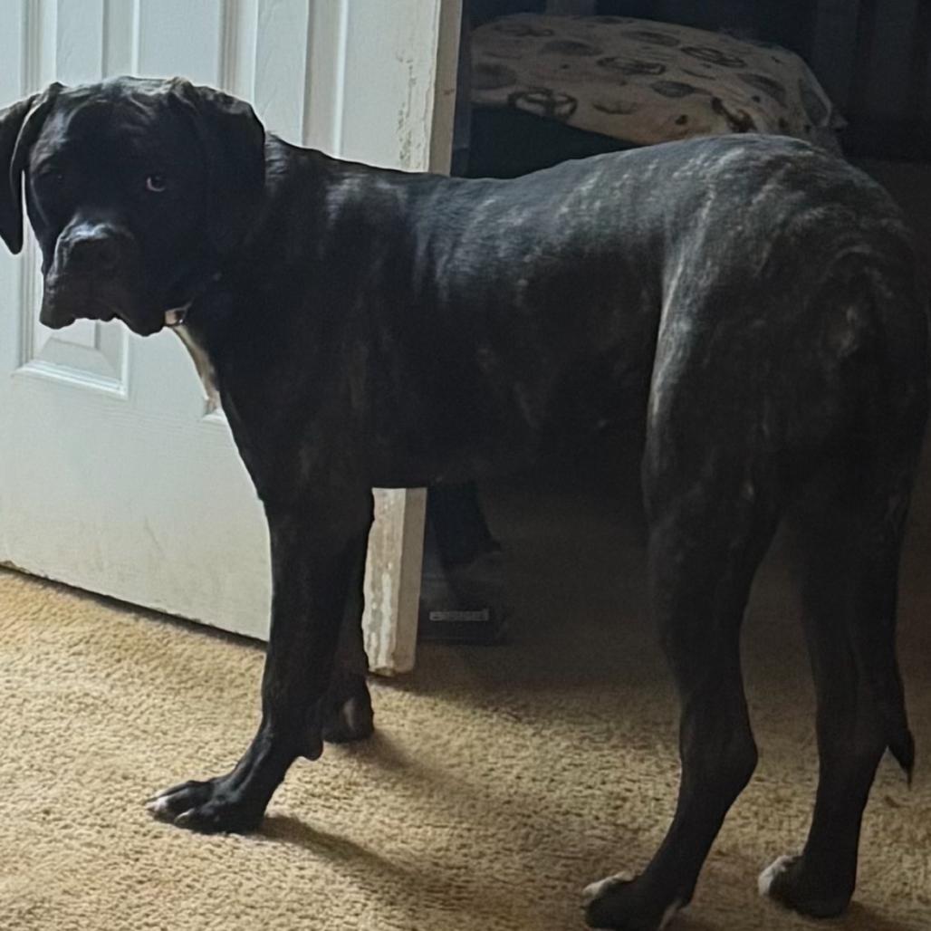 Enlarge Lucy, a Adoptable mixed breed in manchester, PA image 6/6