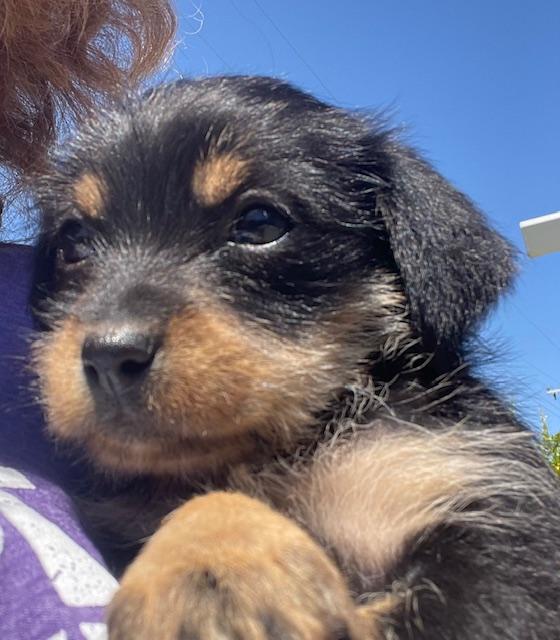 Betty (Spelling "B" litter), a Adoptable mixed breed in Redwood City, CA image 1/6