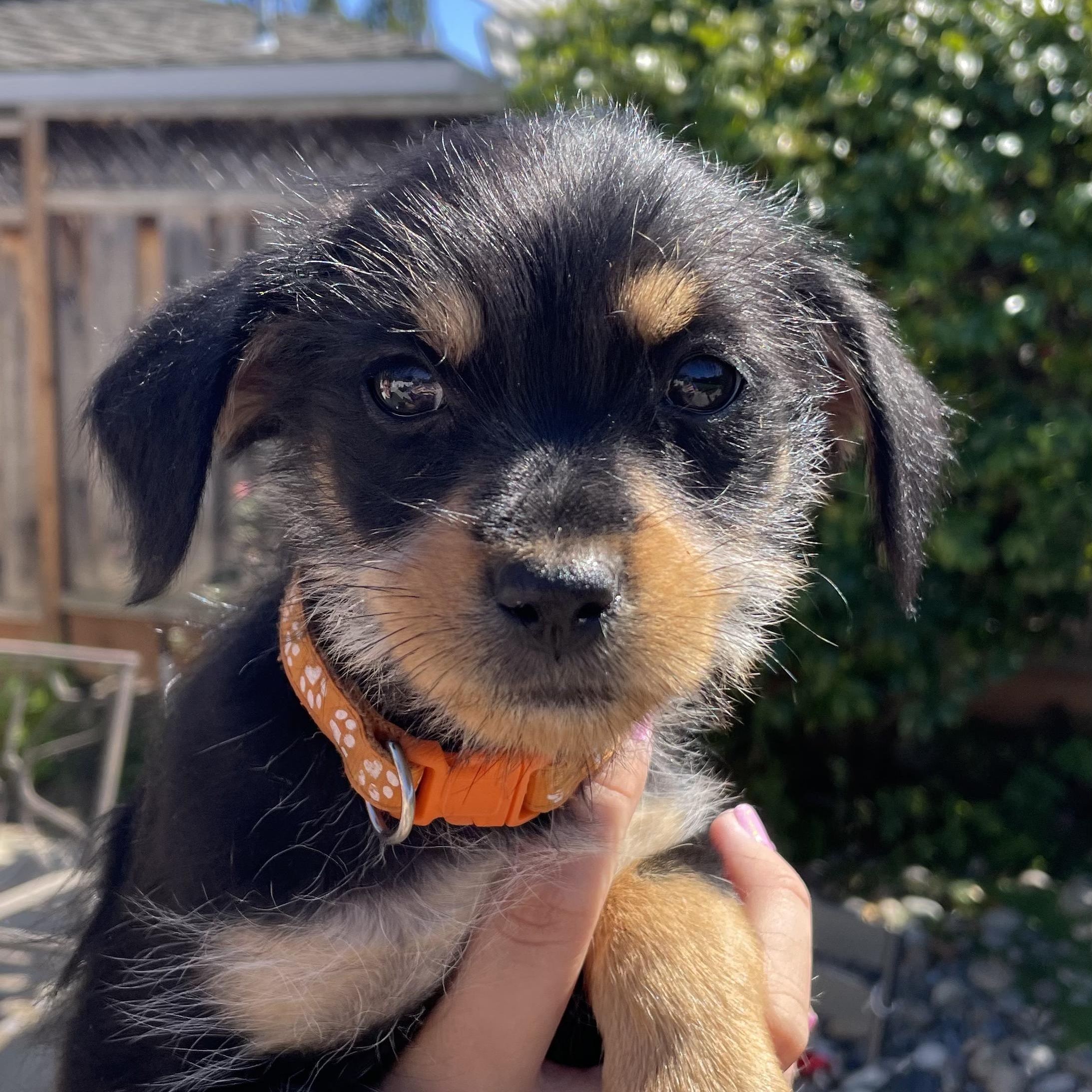 Enlarge Betty (Spelling "B" litter), a Adopted mixed breed in Redwood City, CA image 1/6