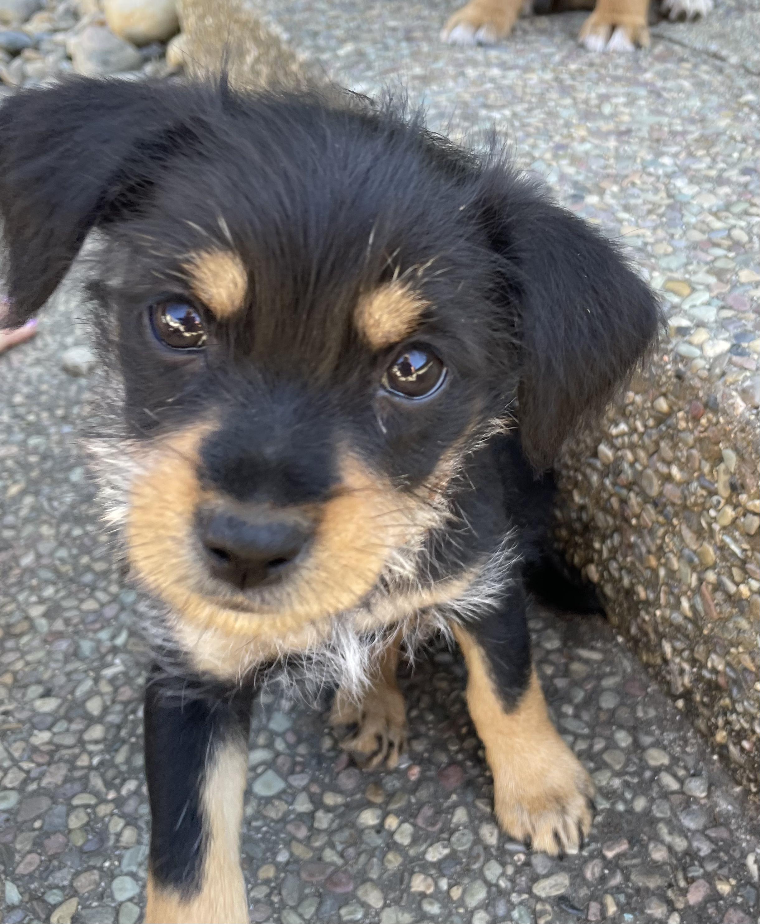 Enlarge Betty (Spelling "B" litter), a Adopted mixed breed in Redwood City, CA image 5/6