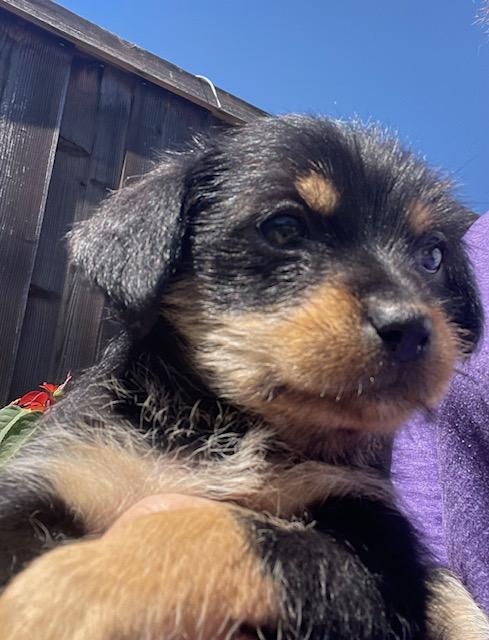 Betty (Spelling "B" litter), a Adoptable mixed breed in Redwood City, CA image 3/6