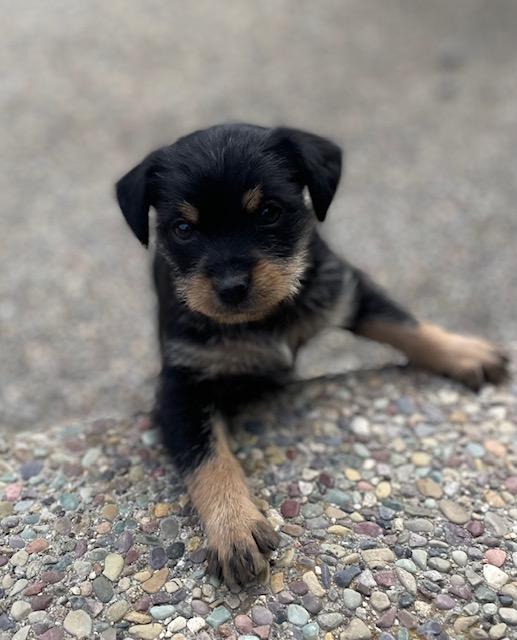 Betty (Spelling "B" litter), a Adoptable mixed breed in Redwood City, CA image 4/6