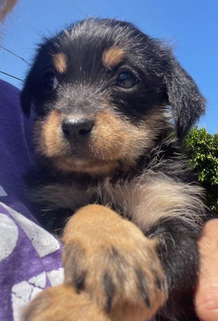 Betty (Spelling "B" litter), a Adoptable mixed breed in Redwood City, CA image 5/6