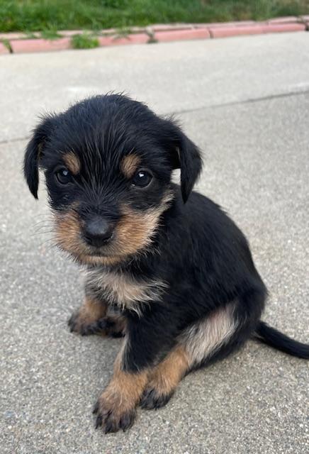 Betty (Spelling "B" litter), a Adoptable mixed breed in Redwood City, CA image 6/6