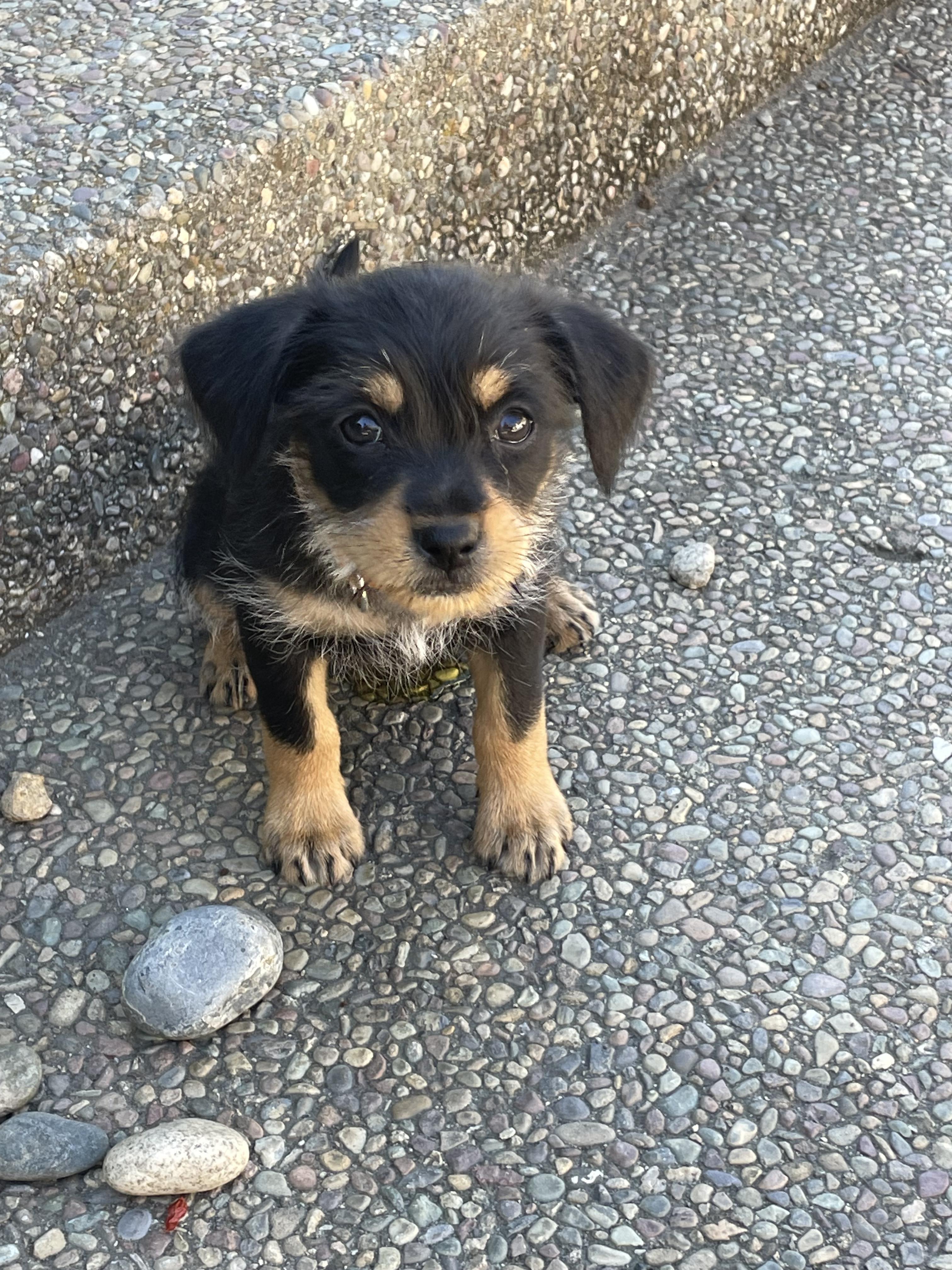 Enlarge Betty (Spelling "B" litter), a Adopted mixed breed in Redwood City, CA image 6/6