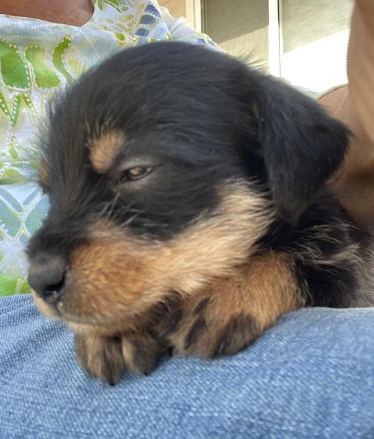 Betty (Spelling "B" litter), a Adoptable mixed breed in Redwood City, CA image 2/6