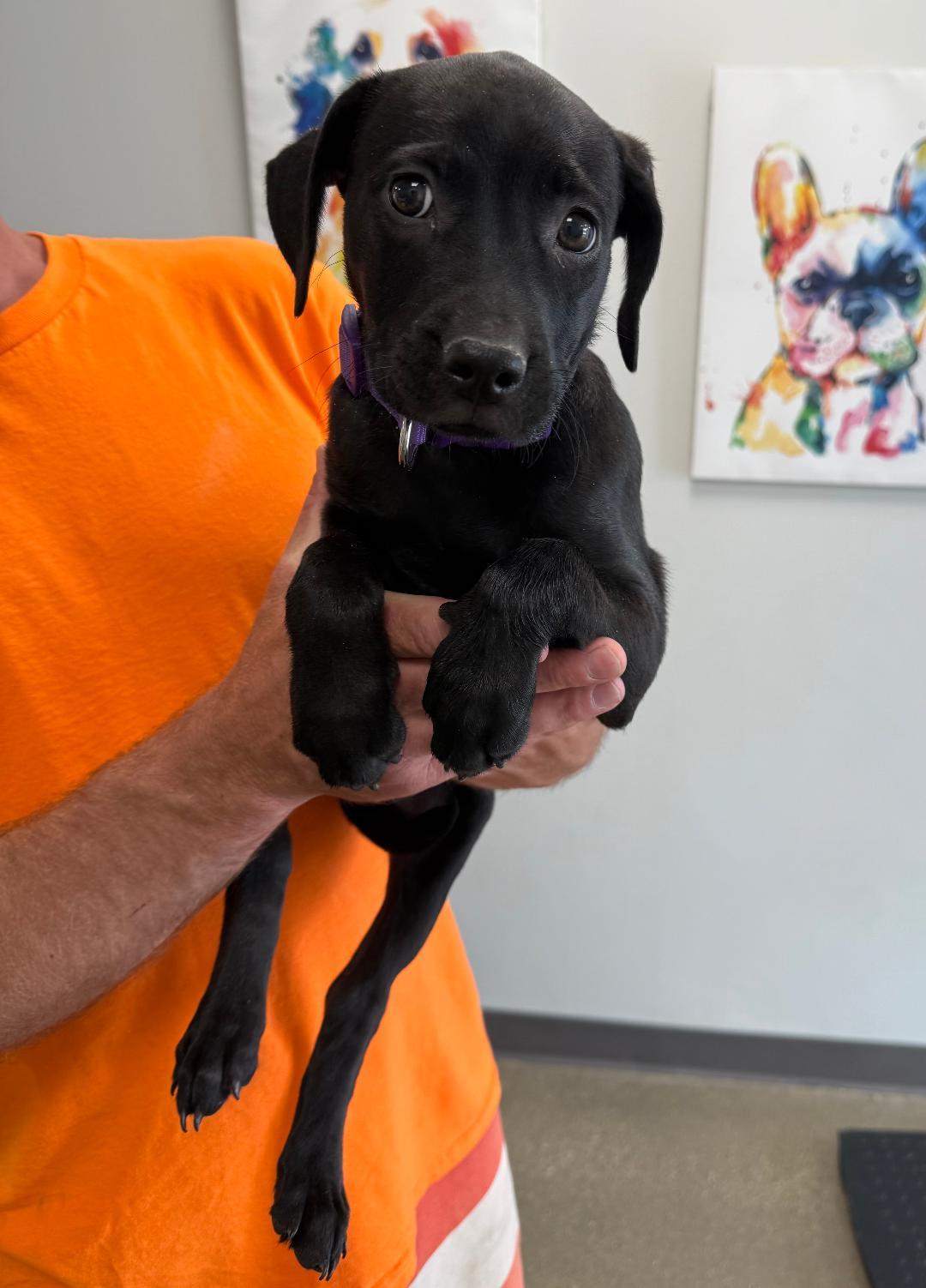 Stevie, Adopted, Puppy Female Black Labrador Retriever.