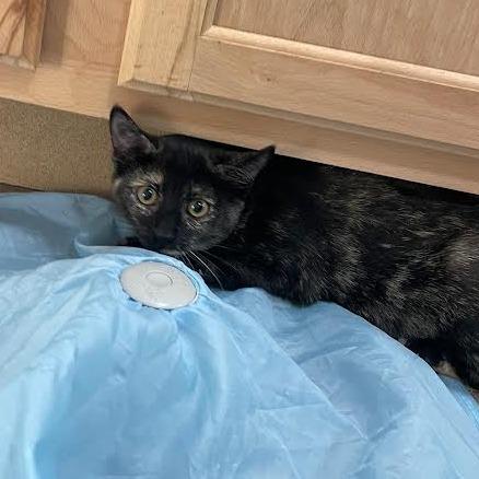 Enlarge Purrincess Leia, a Adoptable Domestic Short Hair in Prescott, AZ image 2/3