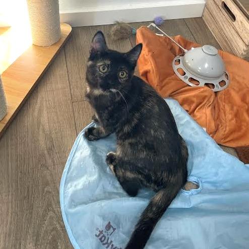 Enlarge Purrincess Leia, a Adoptable Domestic Short Hair in Prescott, AZ image 2/3