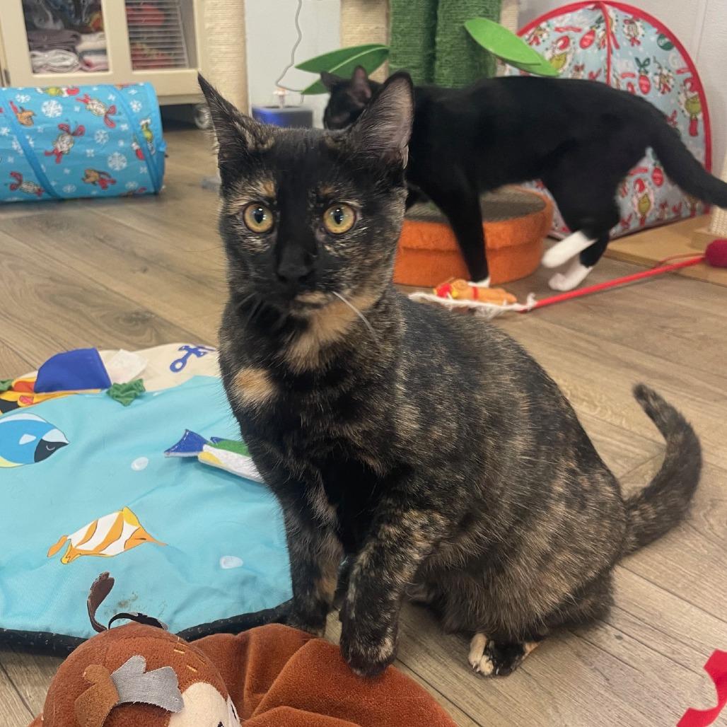 Purrincess Leia, Adoptable, Young Female Domestic Short Hair.