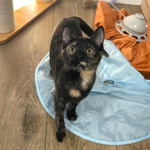 Enlarge Purrincess Leia, a Adoptable Domestic Short Hair in Prescott, AZ image 3/3