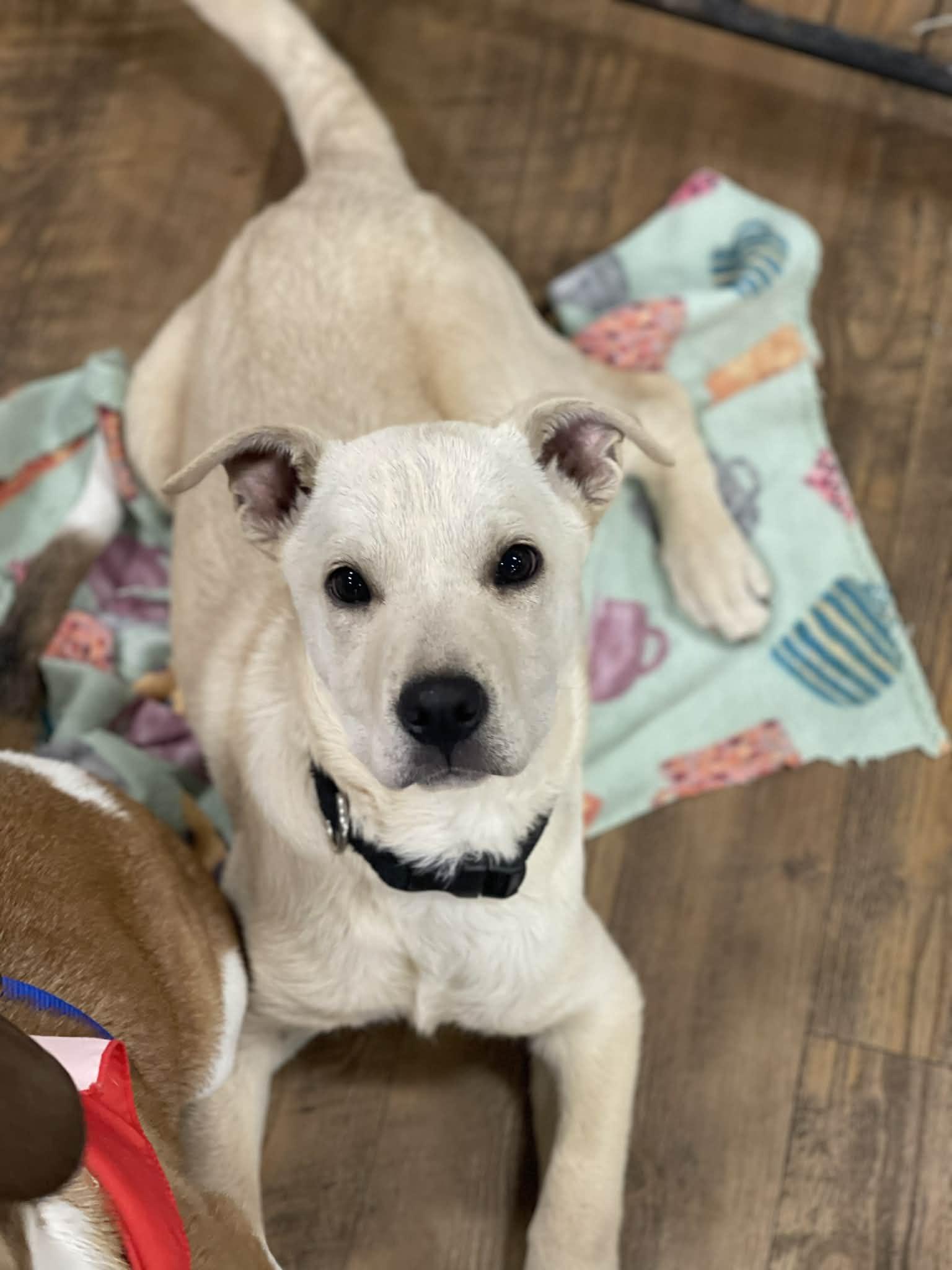 Enlarge Ella, a ADOPTABLE mixed breed in Oxford, GA image 2/2