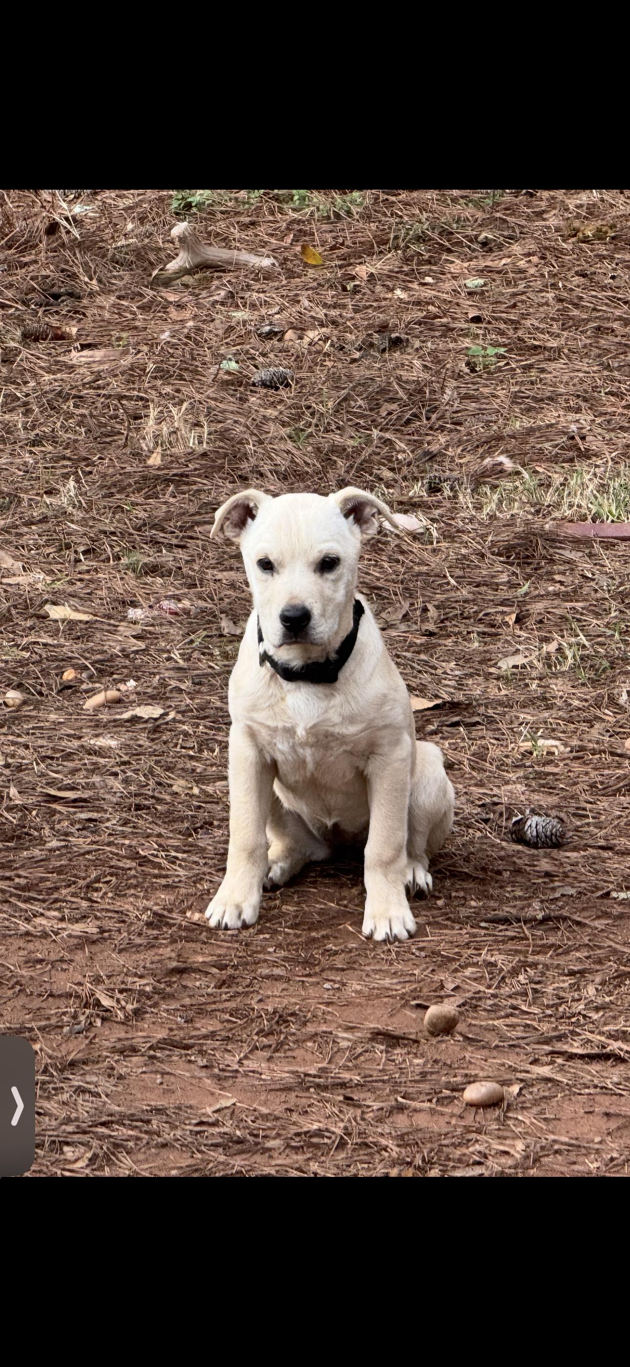 Enlarge Ella, a ADOPTABLE mixed breed in Oxford, GA image 1/2