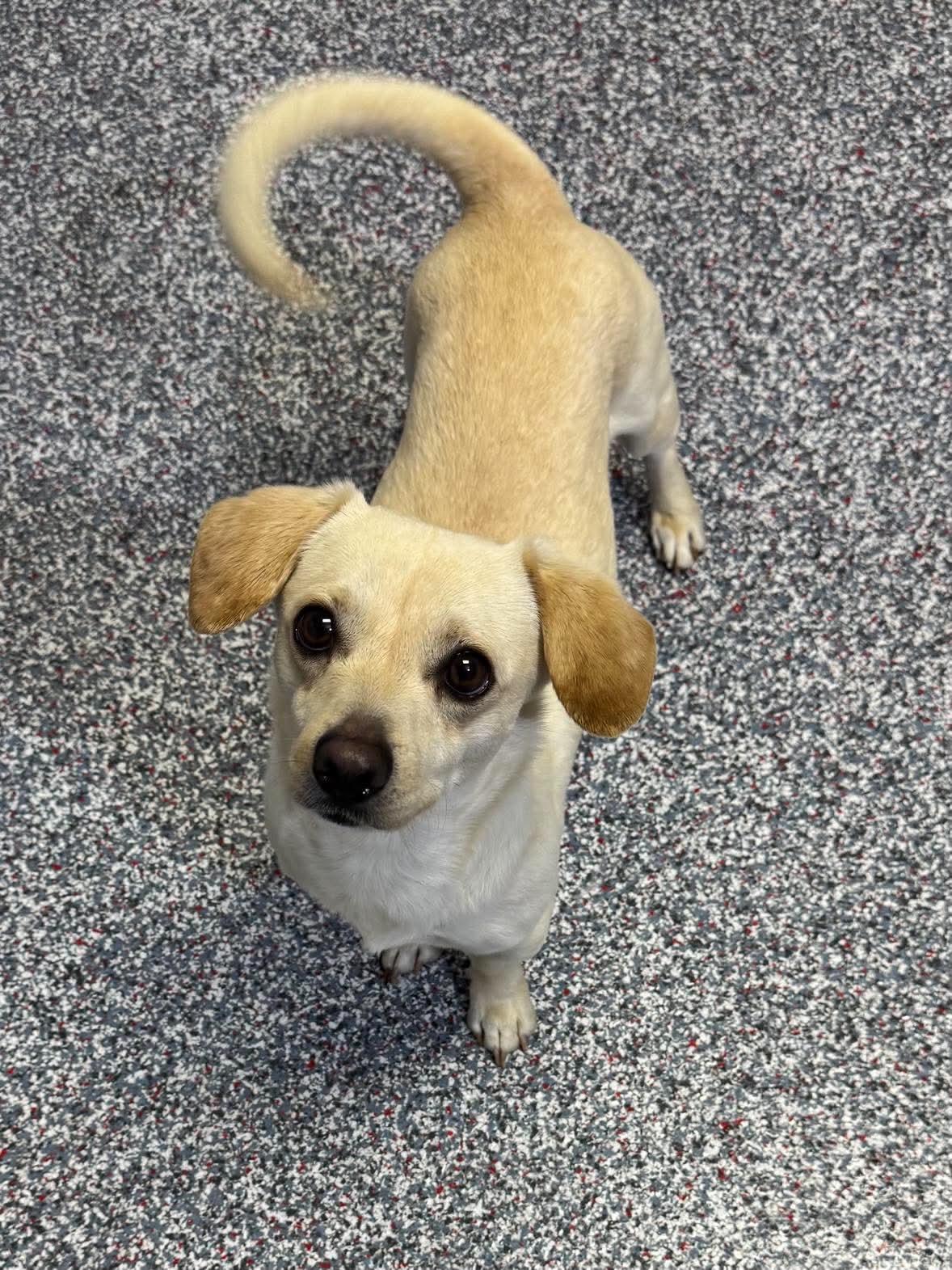 Tater, an adopted mixed breed in Las Vegas, NV image 2/2