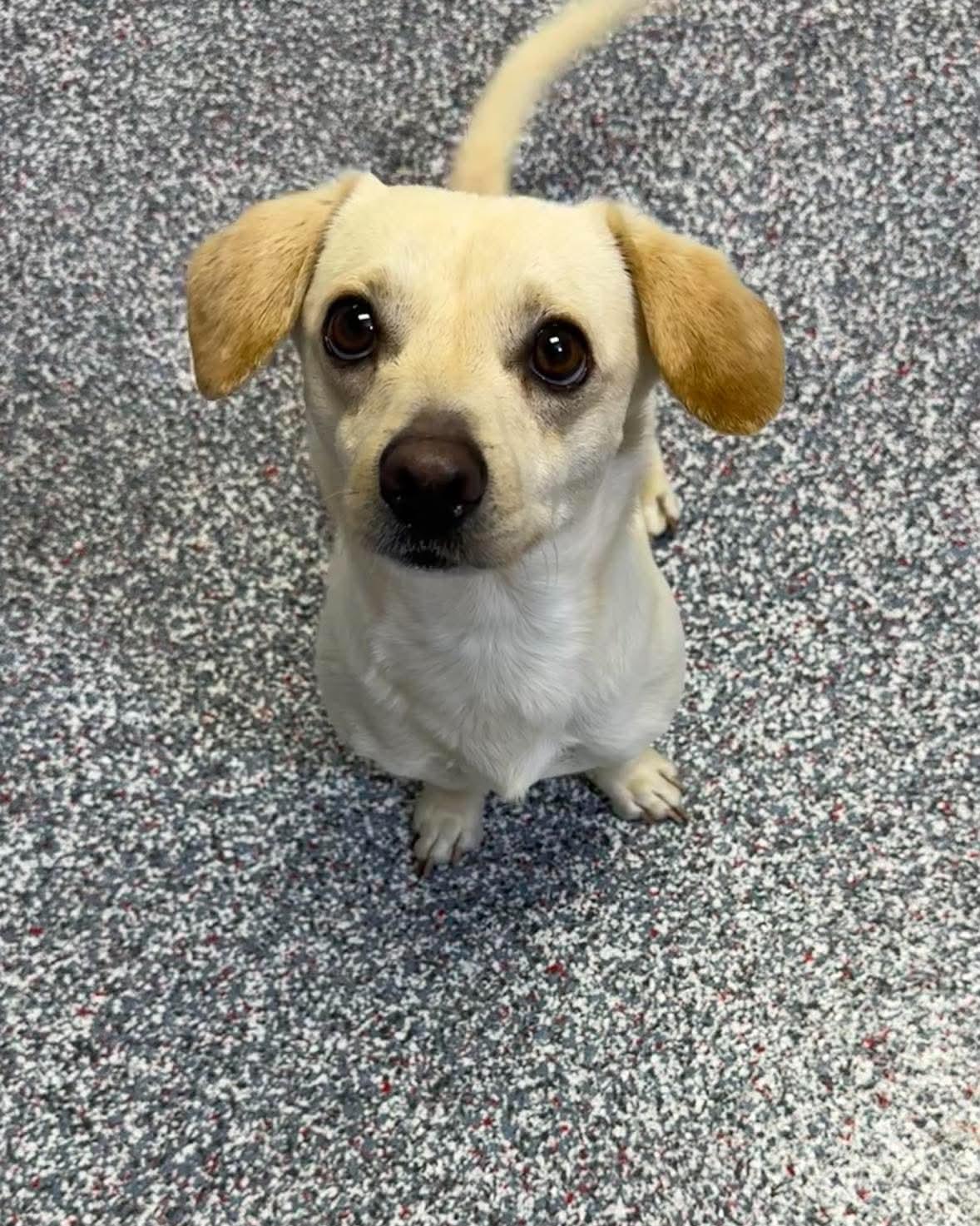Tater, adopted, Young Male Dachshund.