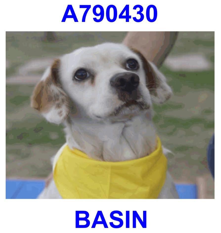 Enlarge Basin , a ADOPTABLE mixed breed in Boston, MA image 3/5