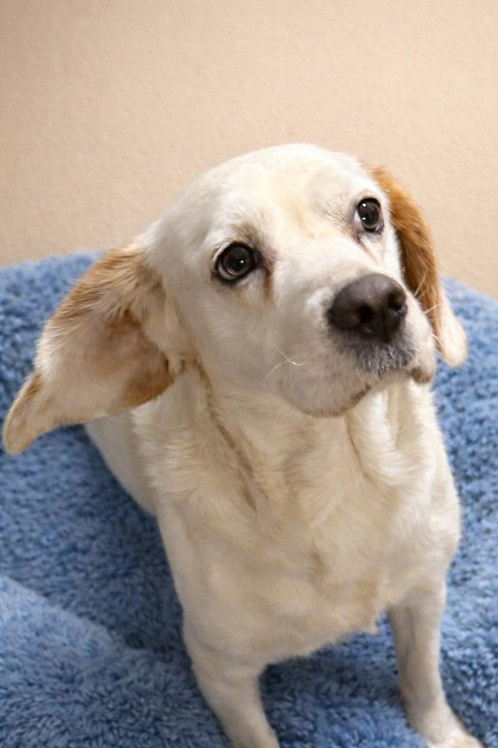 Enlarge Basin , a ADOPTABLE mixed breed in Boston, MA image 1/5