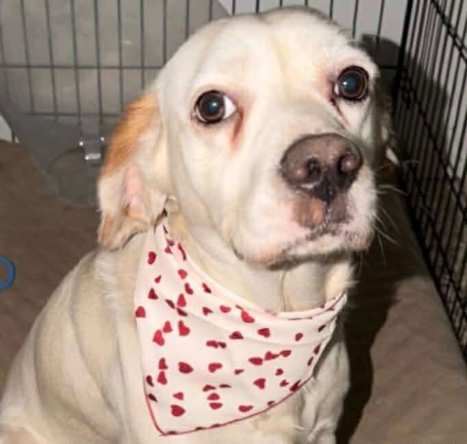 Enlarge Basin , a ADOPTABLE mixed breed in Boston, MA image 4/5