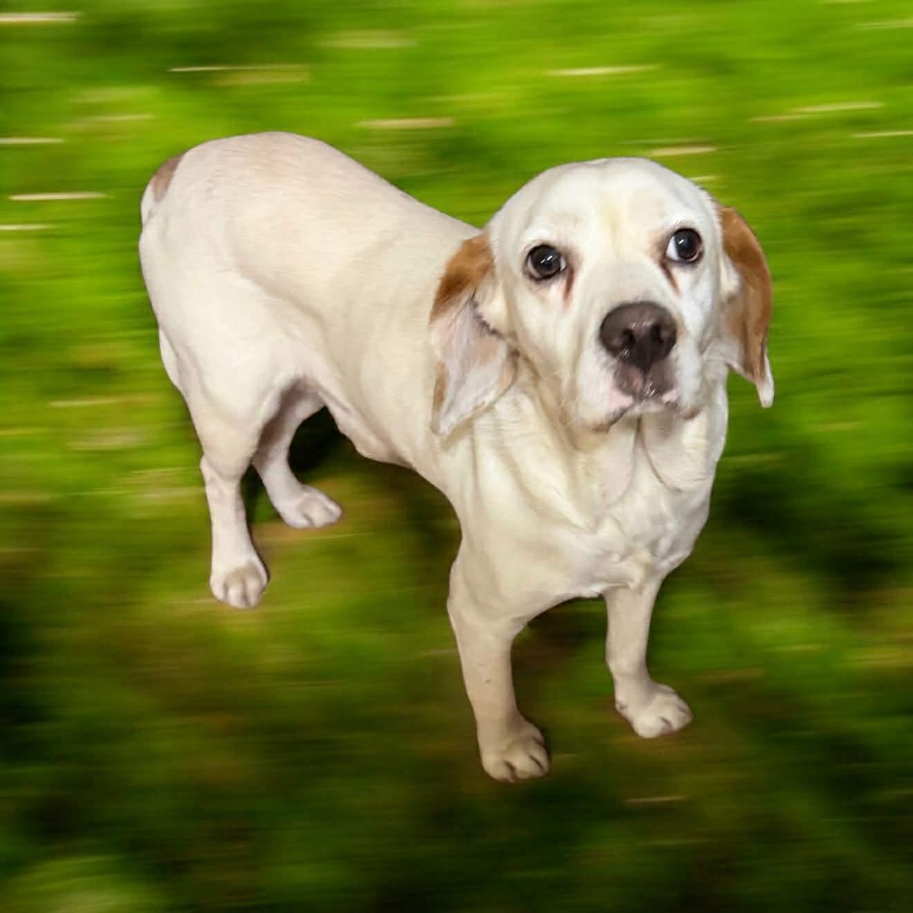 Enlarge Basin , a ADOPTABLE mixed breed in Boston, MA image 5/5