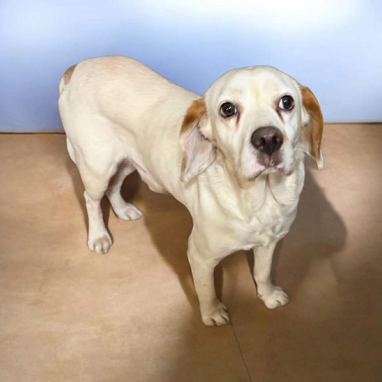 Enlarge Basin , a ADOPTABLE mixed breed in Boston, MA image 2/5