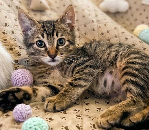 SageQ - BONDED with CoralQ, ADOPTABLE, Kitten Male Tabby & Domestic Short Hair.