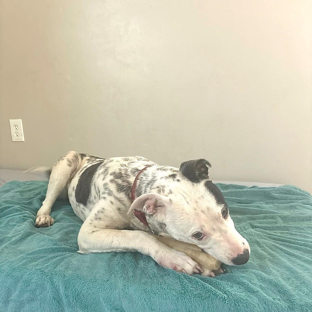 Hulu, Adoptable, Young Male Cattle Dog.