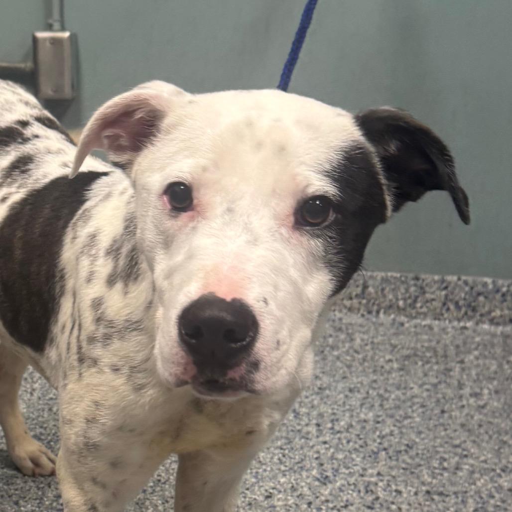 Enlarge Hulu, a Adoptable mixed breed in Greenville, SC image 2/6