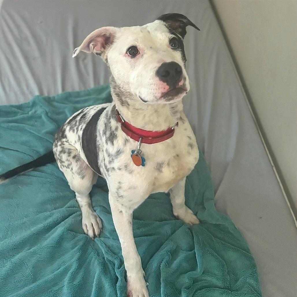 Enlarge Hulu, a Adoptable mixed breed in Greenville, SC image 3/6