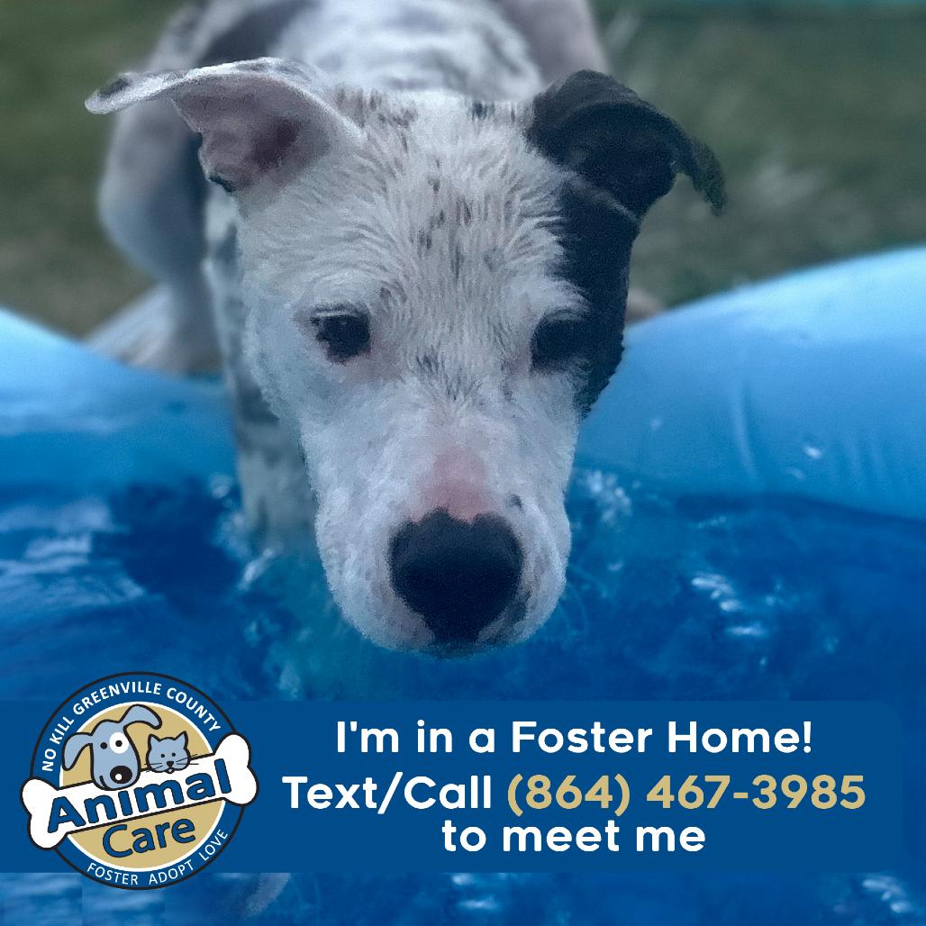 Enlarge Hulu, a Adoptable mixed breed in Greenville, SC image 4/6