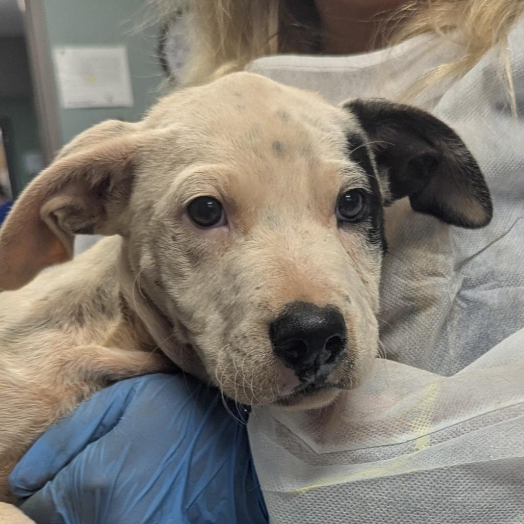 Enlarge Hulu, a Adoptable mixed breed in Greenville, SC image 5/6