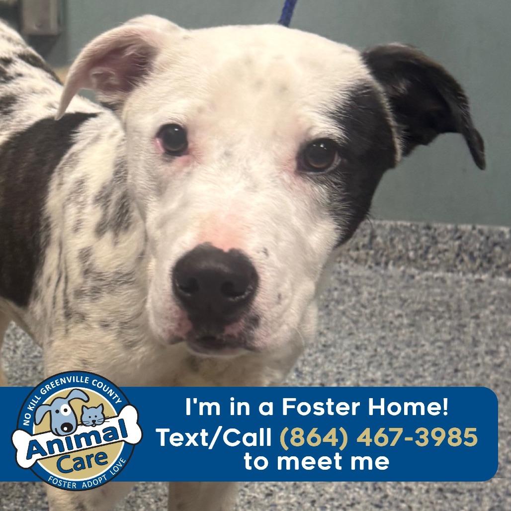 Enlarge Hulu, a Adoptable mixed breed in Greenville, SC image 6/6