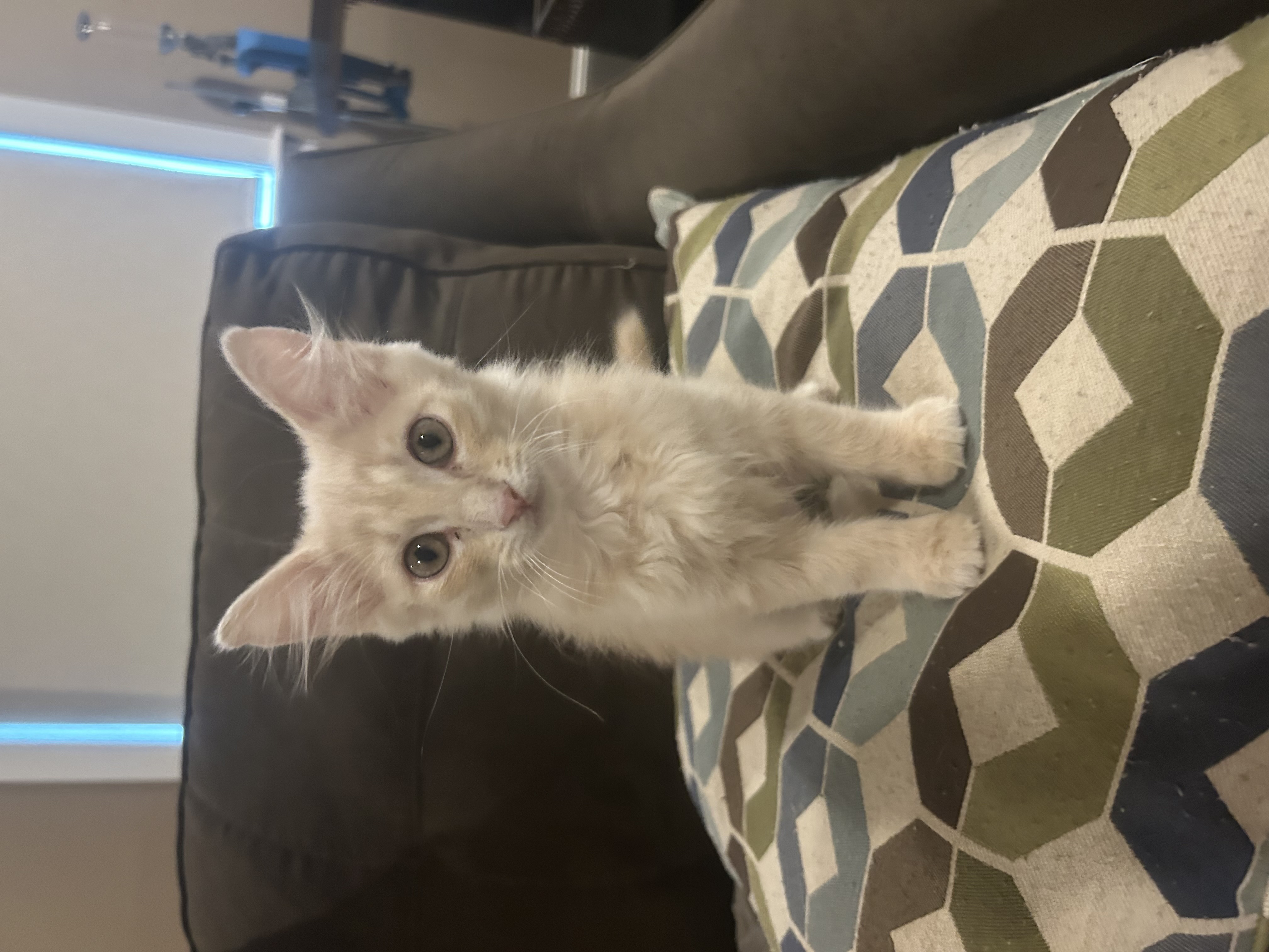 Cat for adoption Dream Riley Fuzzel Petsmart, a Domestic Medium