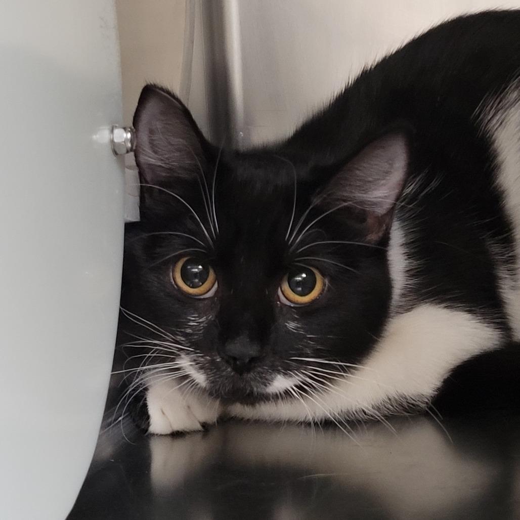 Enlarge Othello, a Adoptable Domestic Short Hair in Las Vegas, NV image 1/1