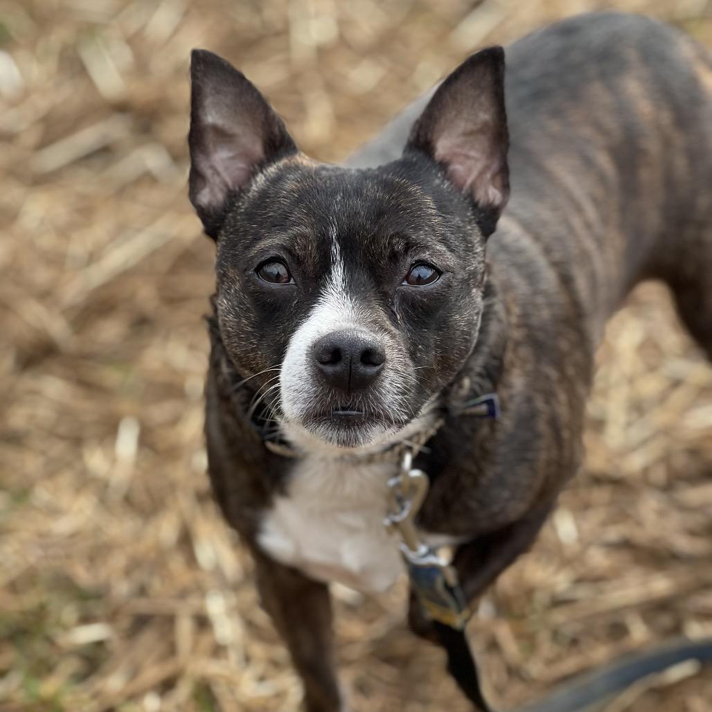 Enlarge Dee Dee, a Adoptable mixed breed in Fairfax Station, VA image 1/6