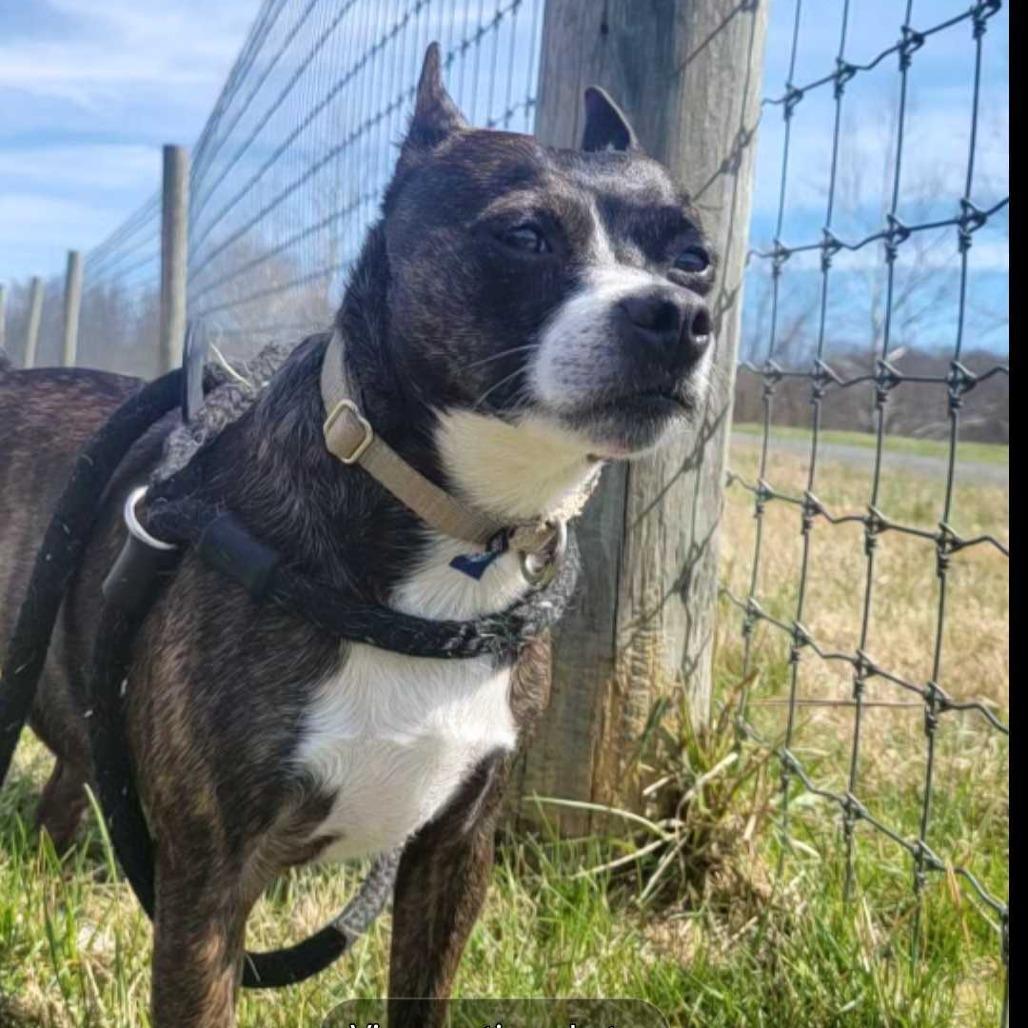 Enlarge Dee Dee, a Adoptable mixed breed in Fairfax Station, VA image 2/6