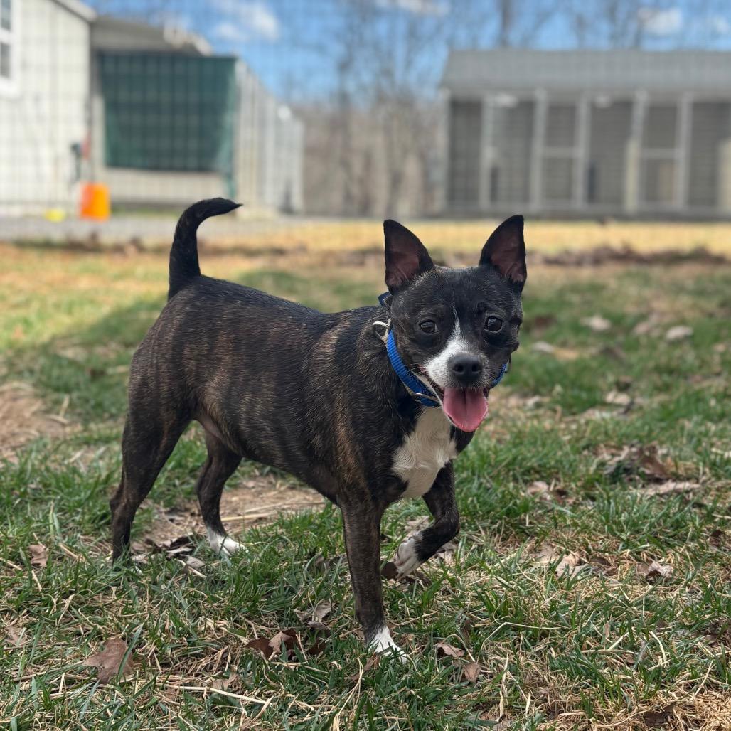 Enlarge Dee Dee, a Adoptable mixed breed in Fairfax Station, VA image 3/6