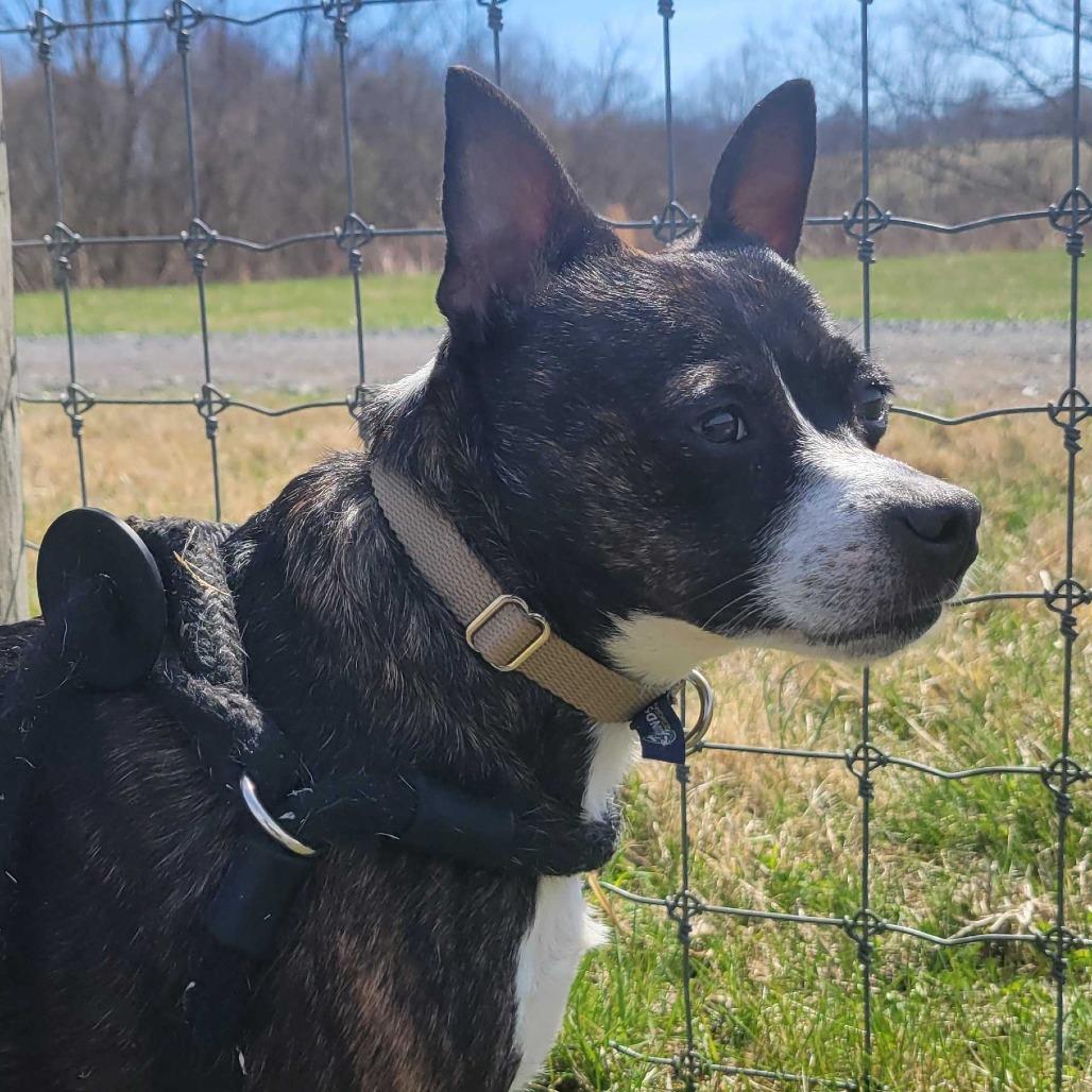 Enlarge Dee Dee, a Adoptable mixed breed in Fairfax Station, VA image 4/6