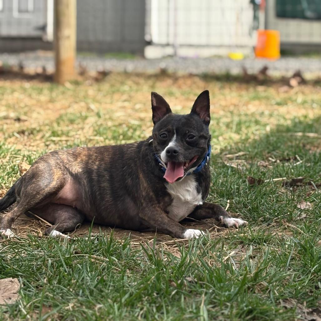 Enlarge Dee Dee, a Adoptable mixed breed in Fairfax Station, VA image 5/6