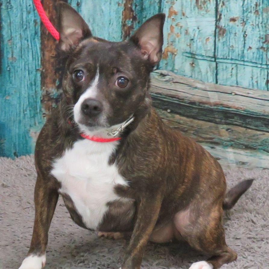 Enlarge Dee Dee, a Adoptable mixed breed in Fairfax Station, VA image 6/6