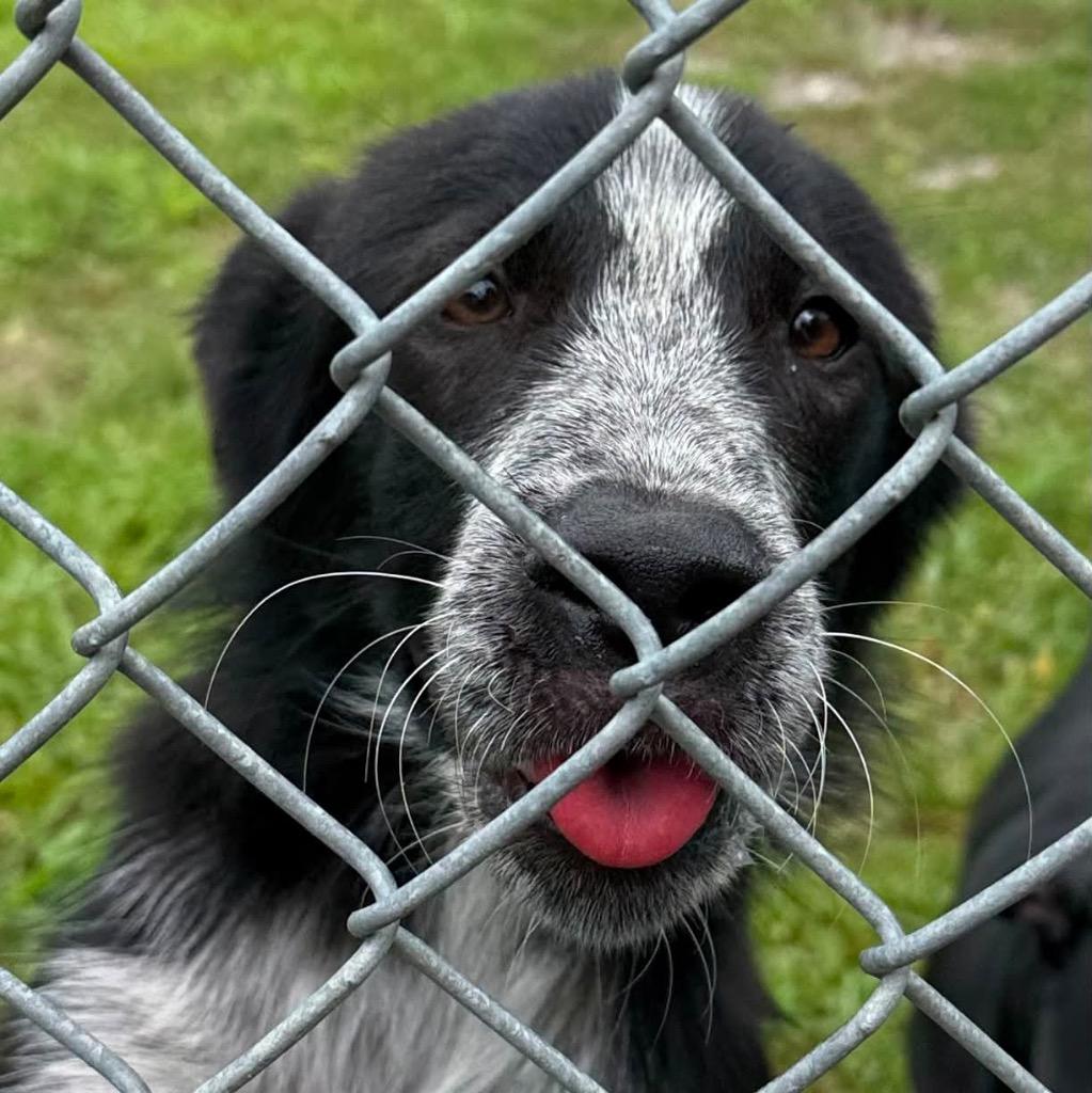 Diesel, Adoptable, Puppy Male Border Collie & Cattle Dog.