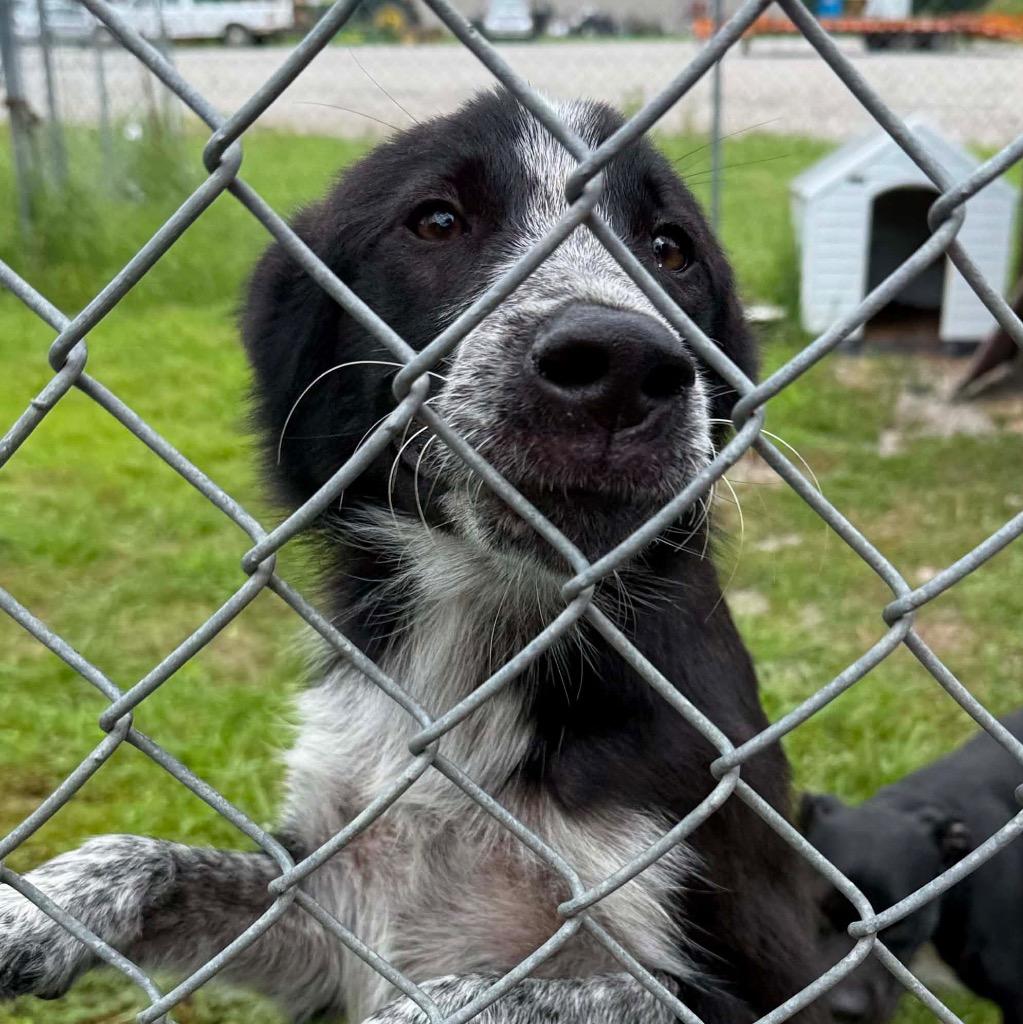 Diesel, a Adoptable mixed breed in Morgantown, KY image 2/6